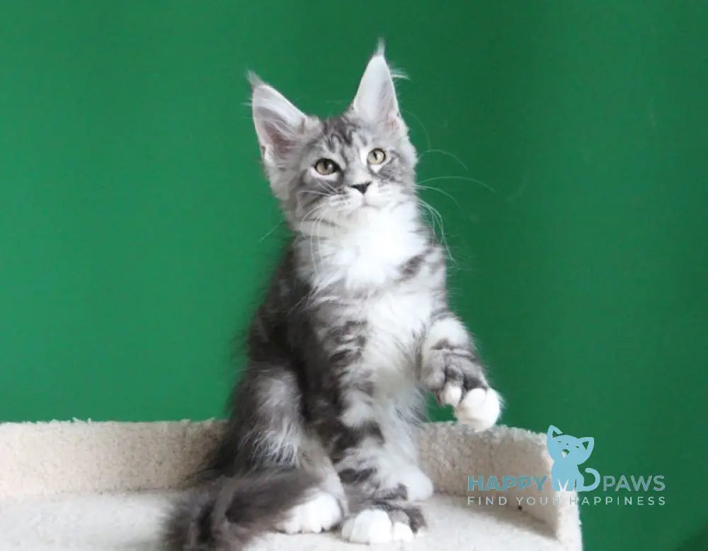 Paradise Maine Coon polydactyl male black silver tabby with white live animals