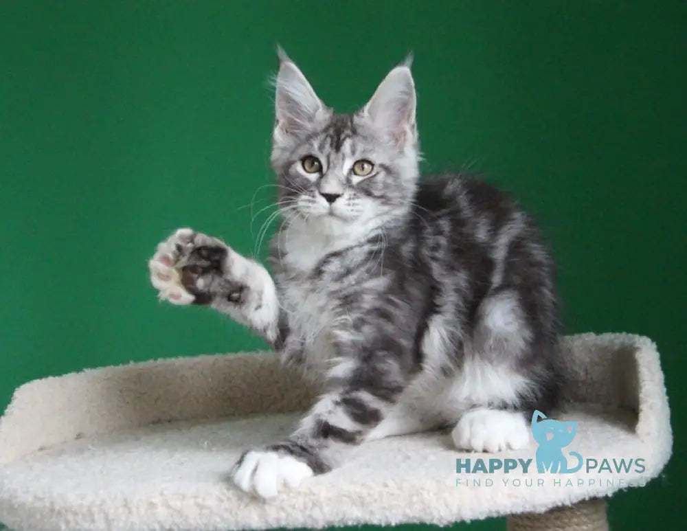 Paradise Maine Coon polydactyl male black silver tabby with white live animals
