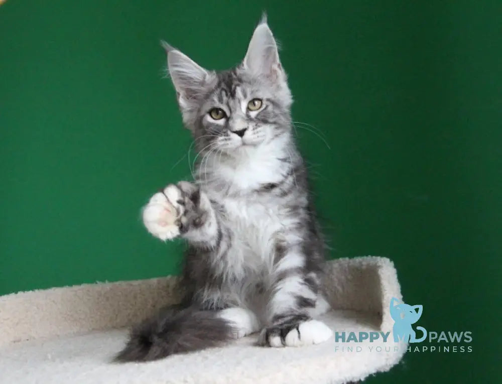 Paradise Maine Coon polydactyl male black silver tabby with white live animals