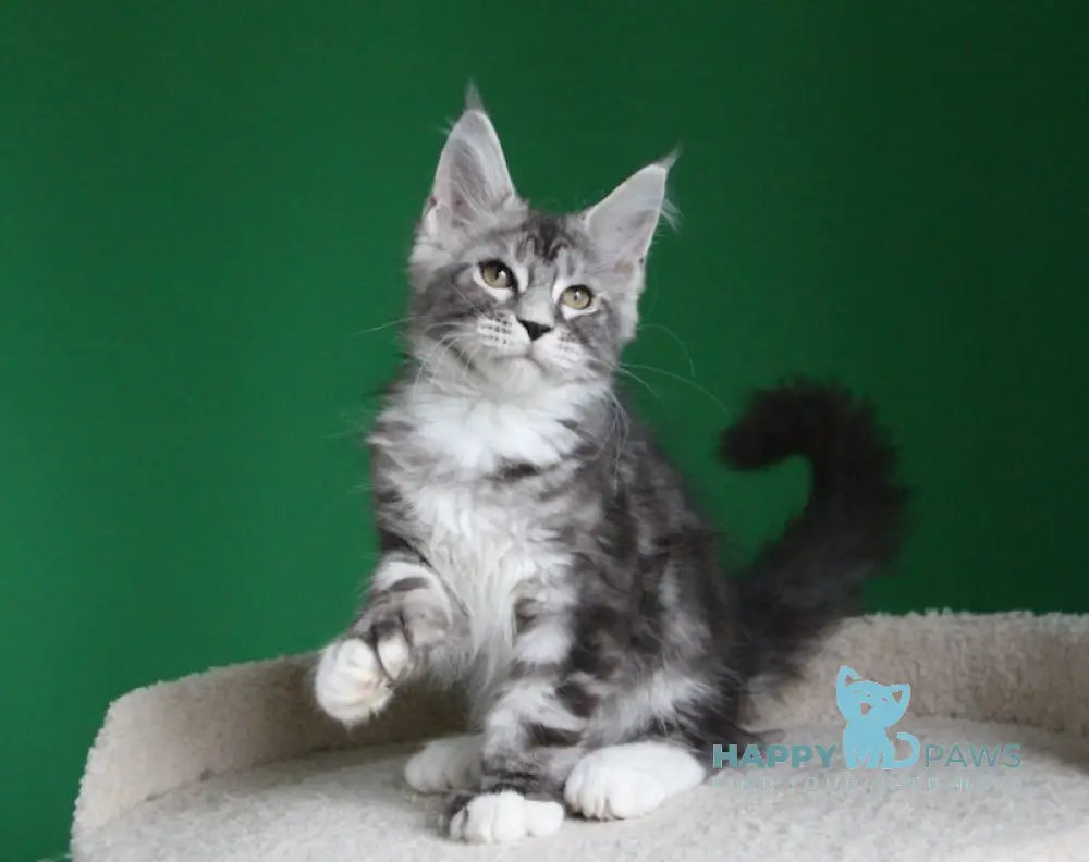 Paradise Maine Coon polydactyl male black silver tabby with white live animals