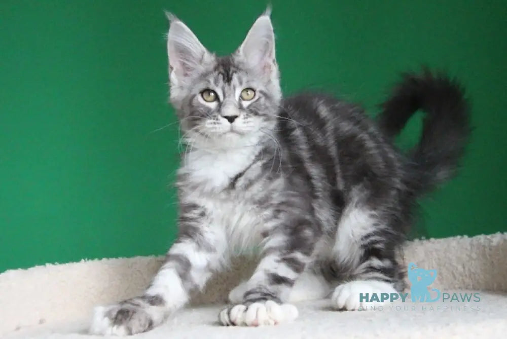 Paradise Maine Coon polydactyl male black silver tabby with white live animals