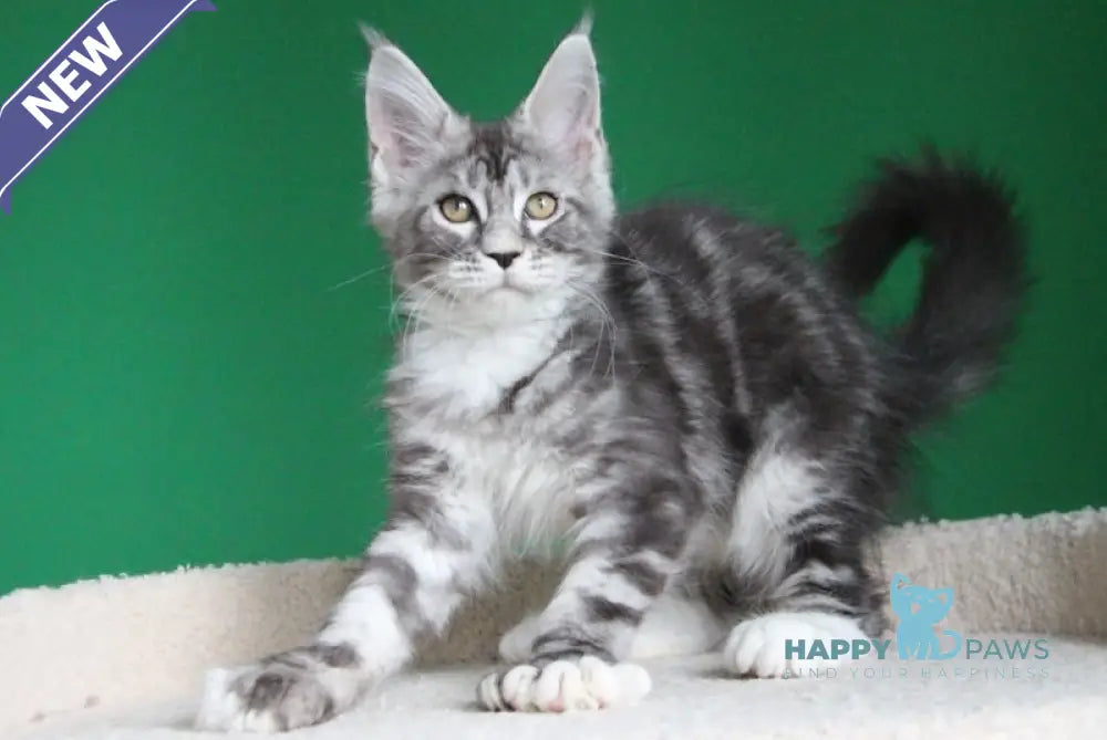 Paradise Maine Coon polydactyl male black silver tabby with white live animals