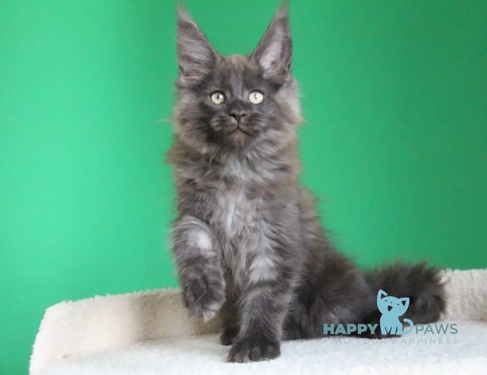 Paradox Maine Coon male black smoke live animals