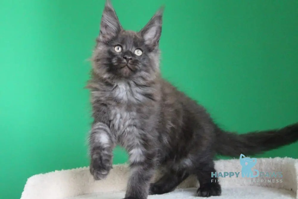 Paradox Maine Coon male black smoke live animals