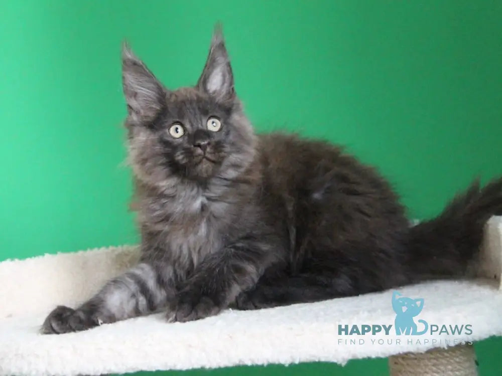 Paradox Maine Coon male black smoke live animals