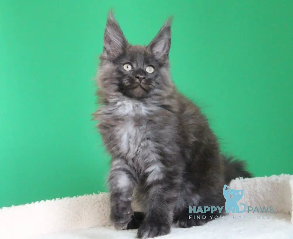 Paradox Maine Coon male black smoke live animals