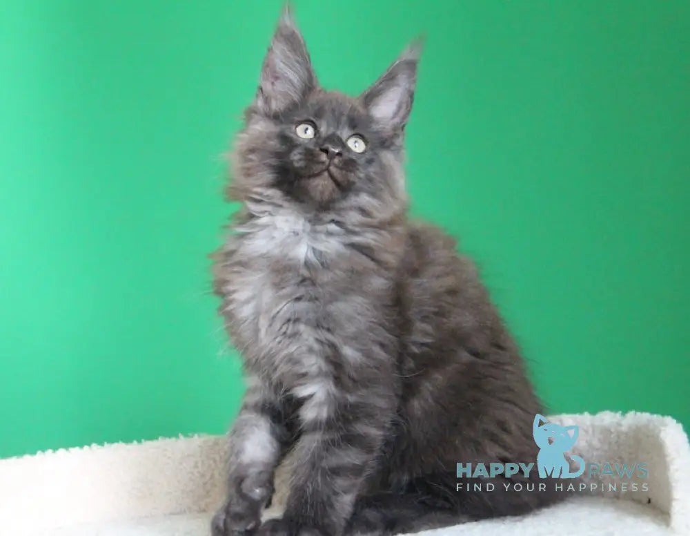 Paradox Maine Coon male black smoke live animals