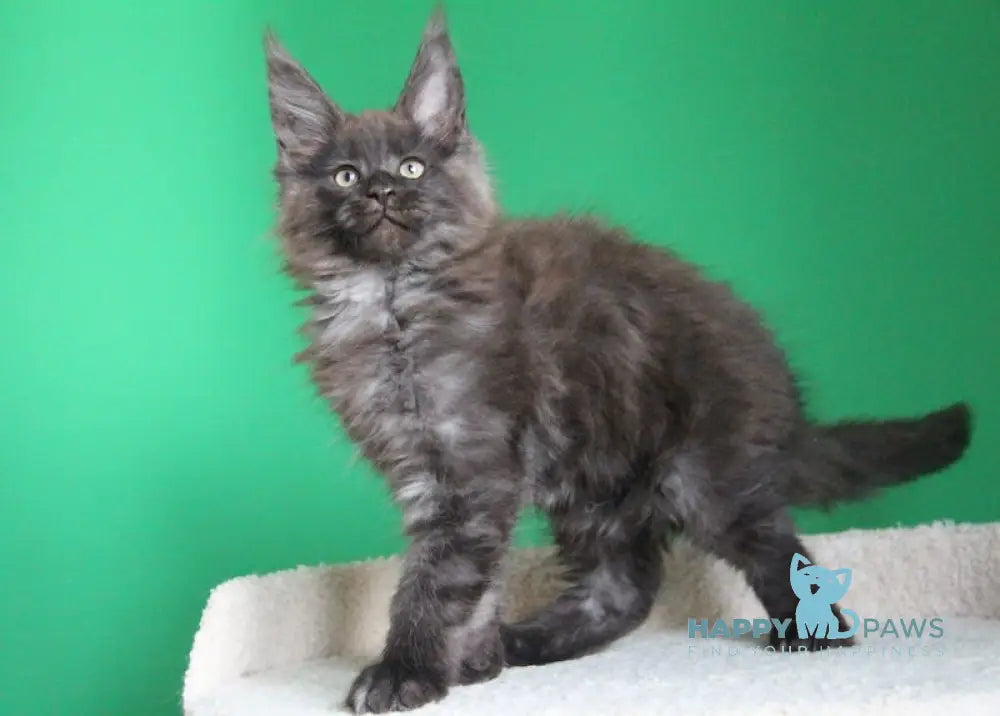 Paradox Maine Coon male black smoke live animals