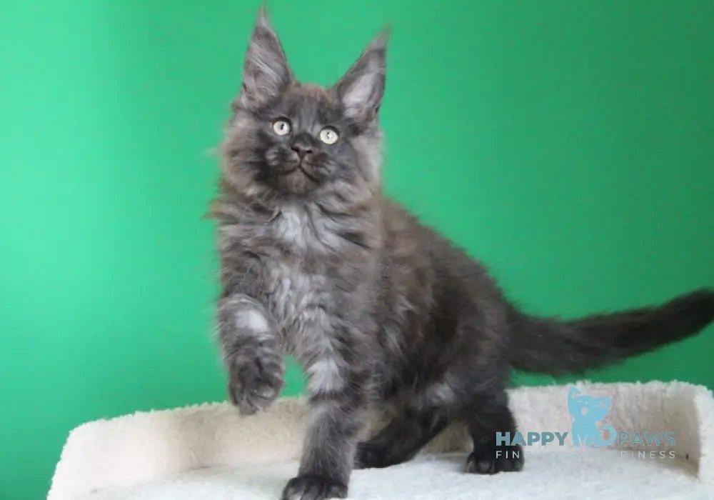 Paradox Maine Coon male black smoke live animals