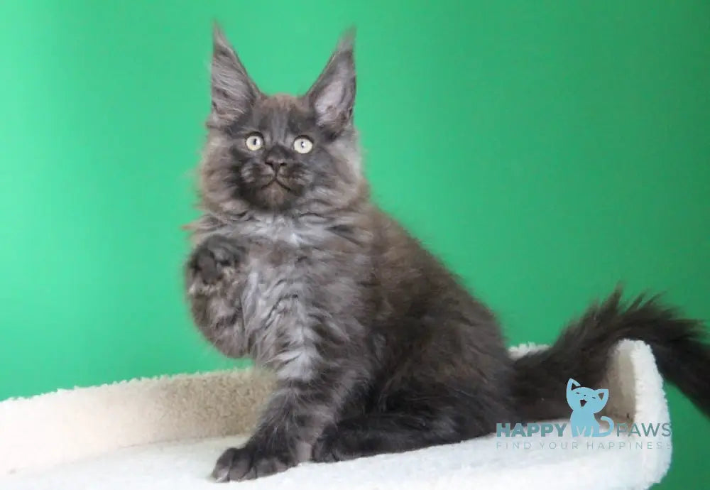 Paradox Maine Coon male black smoke live animals