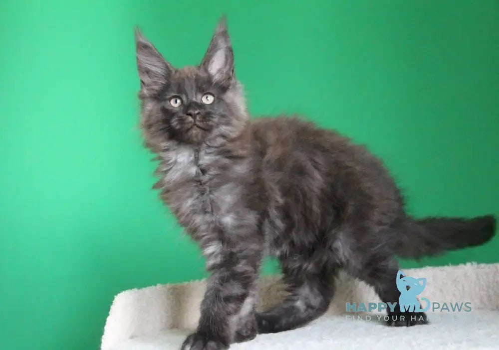 Paradox Maine Coon male black smoke live animals