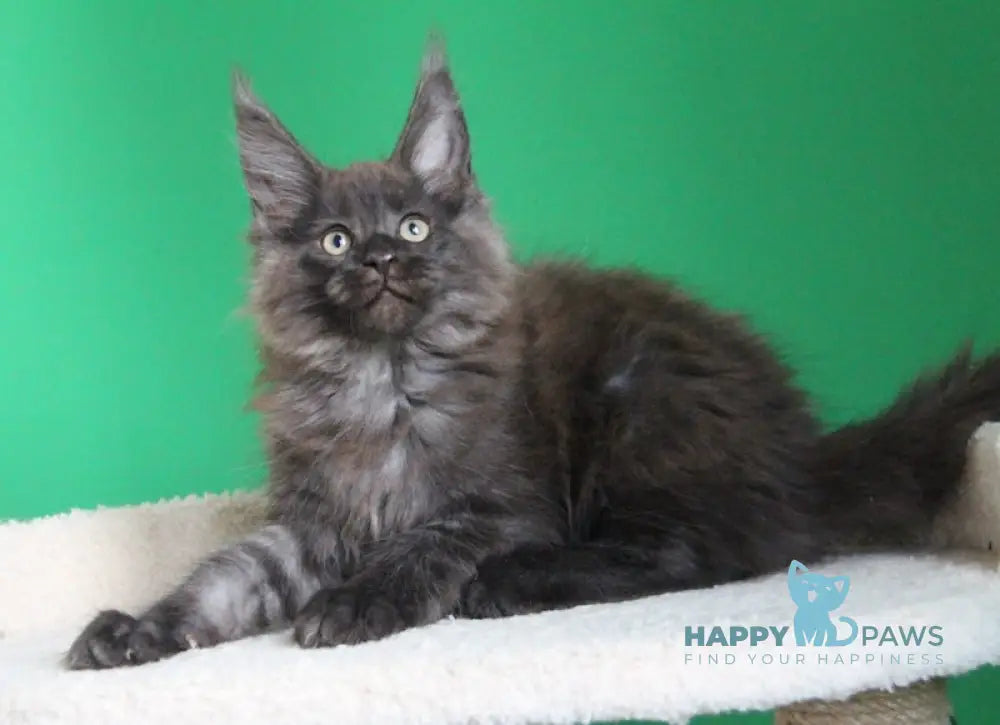 Paradox Maine Coon male black smoke live animals