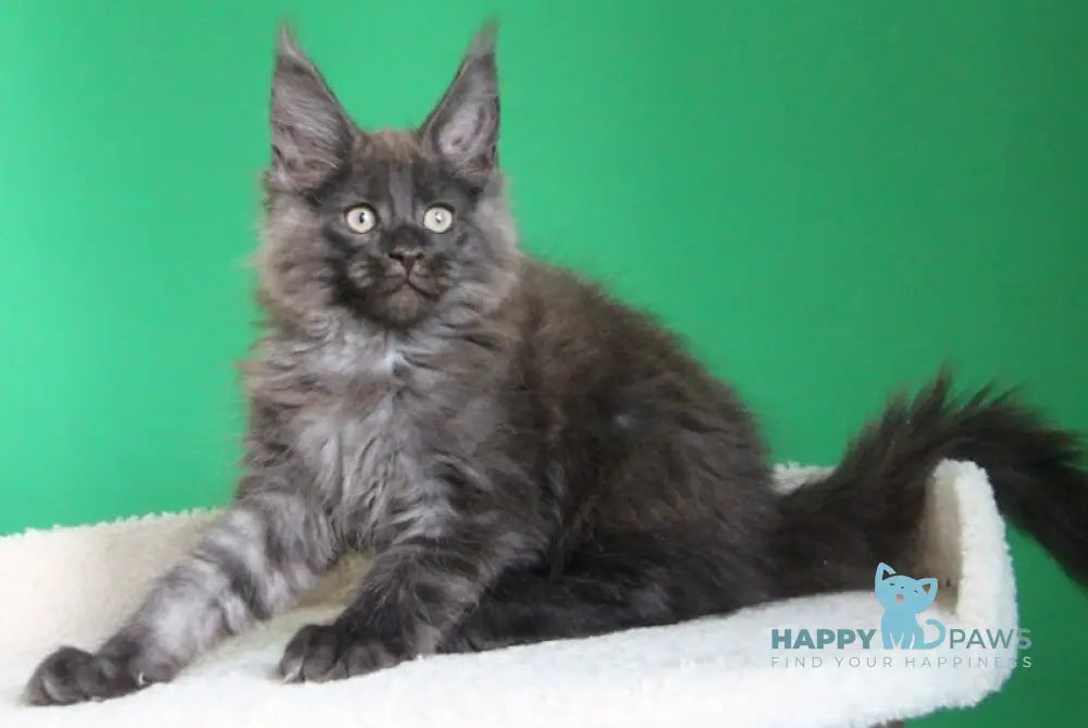 Paradox Maine Coon male black smoke live animals