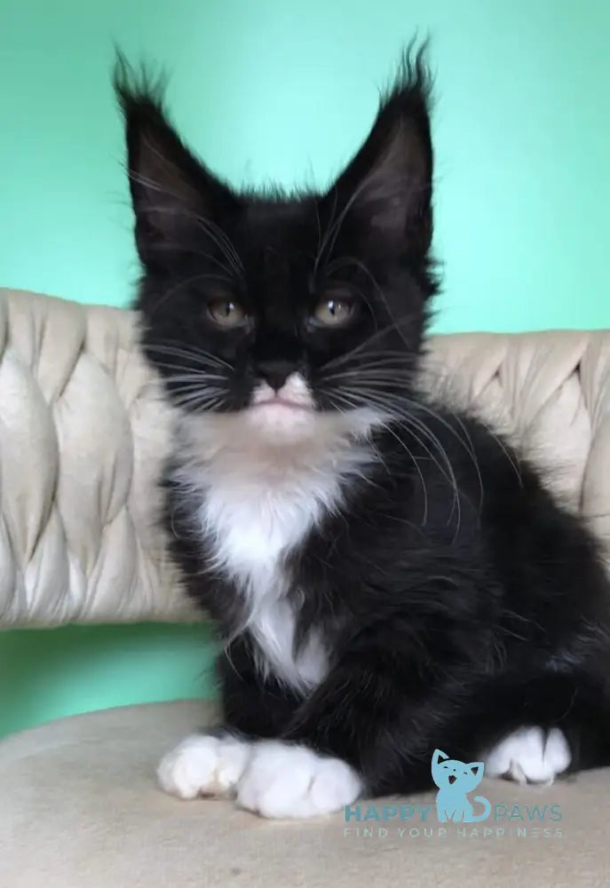 Paris Maine Coon male black bicolour live animals