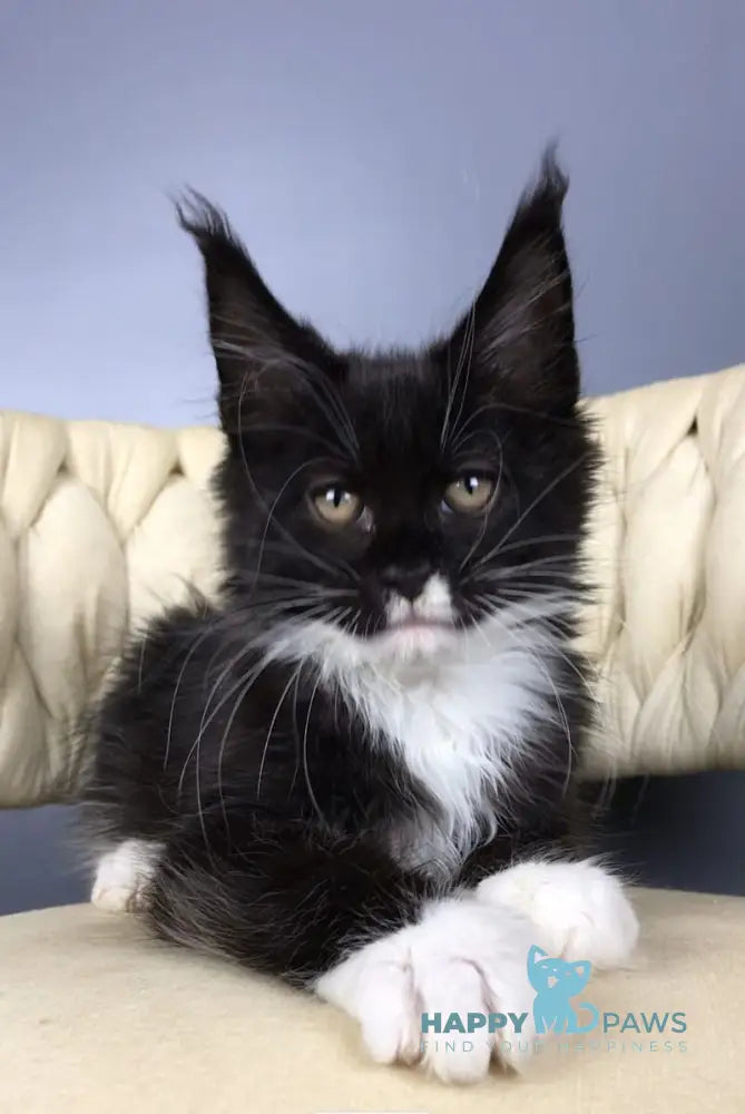 Paris Maine Coon male black bicolour live animals