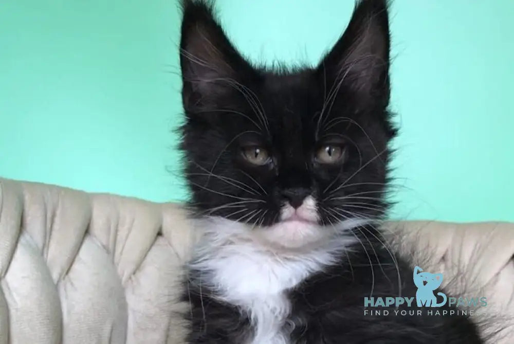 Paris Maine Coon male black bicolour live animals