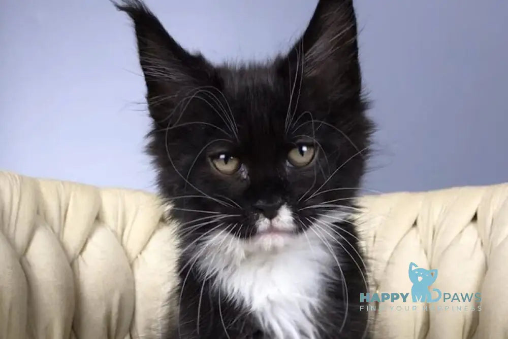 Paris Maine Coon male black bicolour live animals