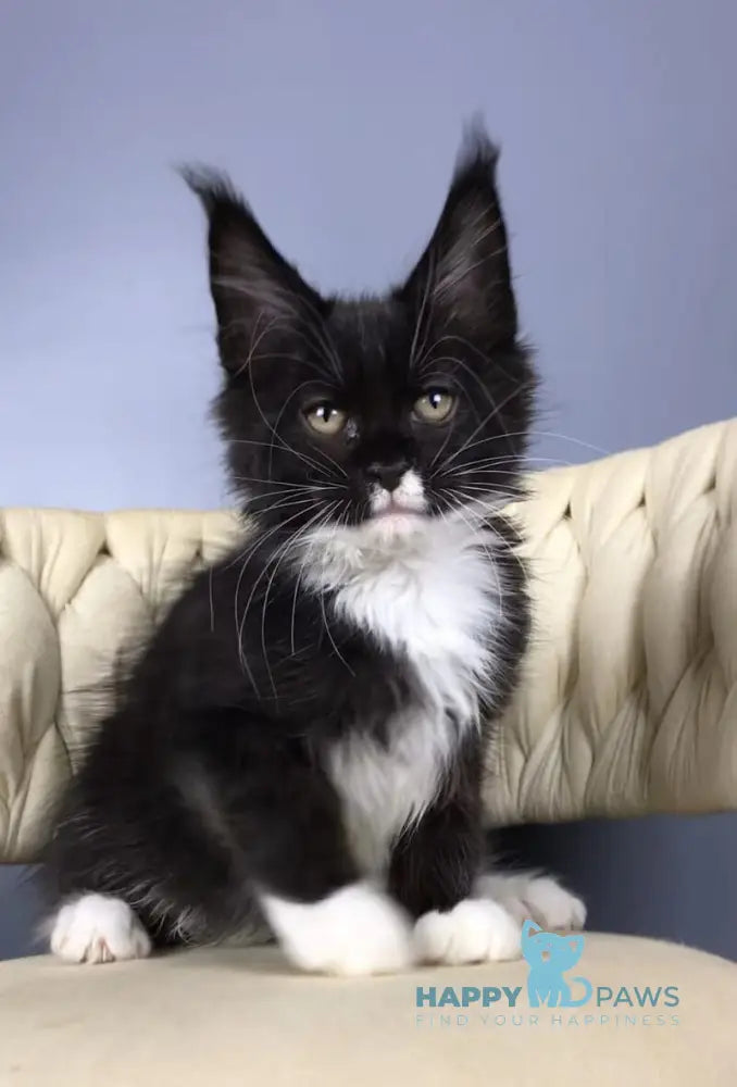 Paris Maine Coon male black bicolour live animals