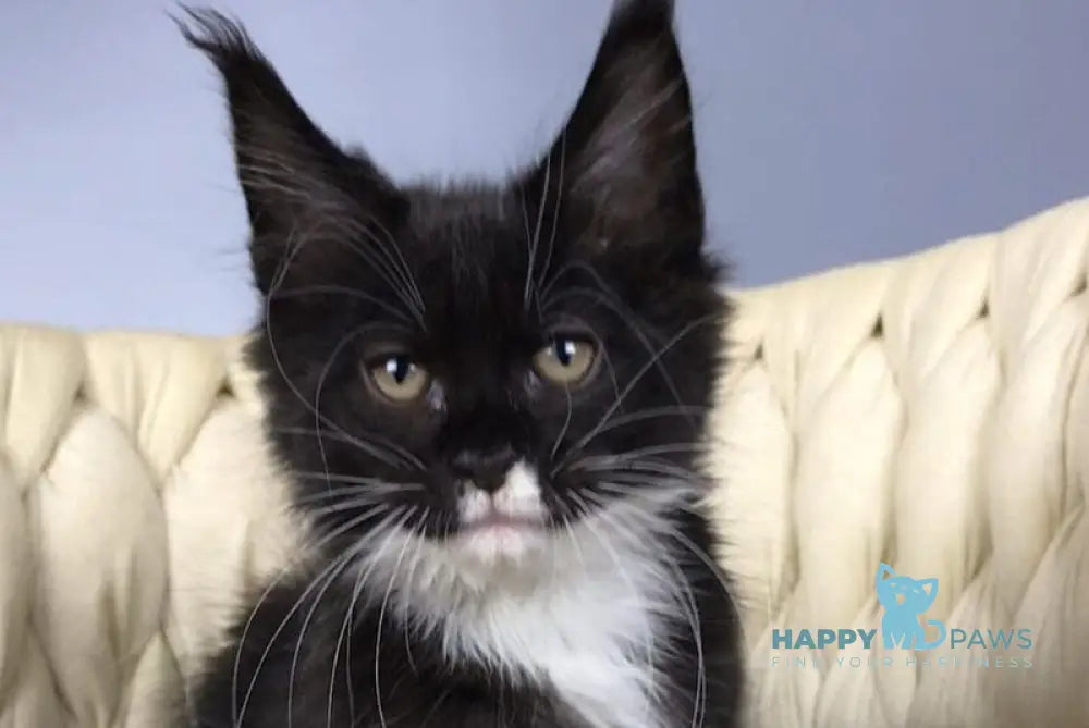 Paris Maine Coon male black bicolour live animals