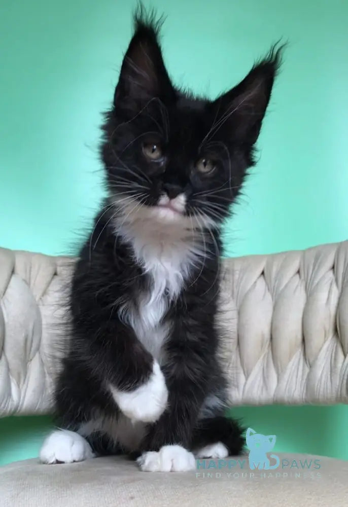 Paris Maine Coon male black bicolour live animals