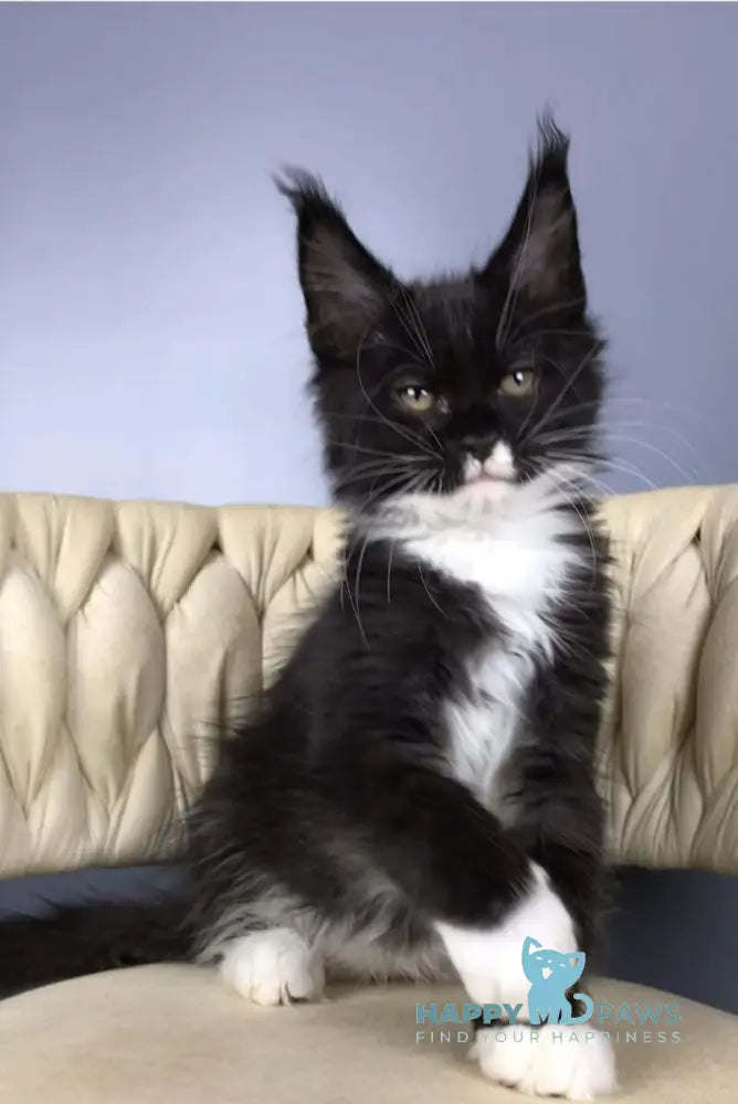 Paris Maine Coon male black bicolour live animals