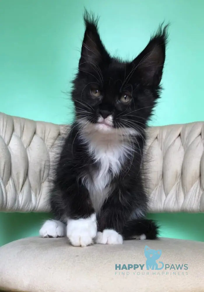 Paris Maine Coon male black bicolour live animals