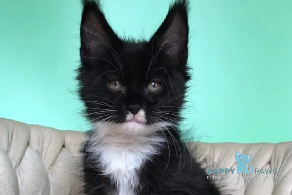 Paris Maine Coon male black bicolour live animals