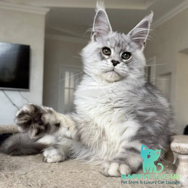 Paris Maine Coon male black silver tabby - live animals