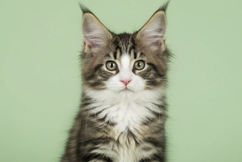 Paris Maine Coon polydactyl female, black tortie bicolour