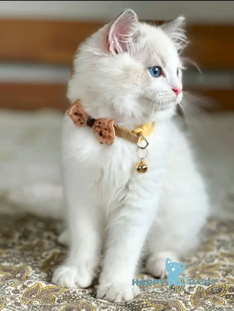 Paris Ragdoll male blue bicolour live animals