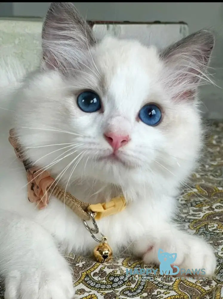 Paris Ragdoll male blue bicolour live animals