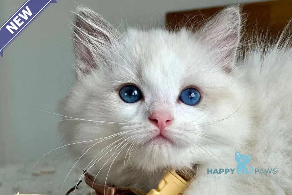 Paris Ragdoll male blue bicolour live animals