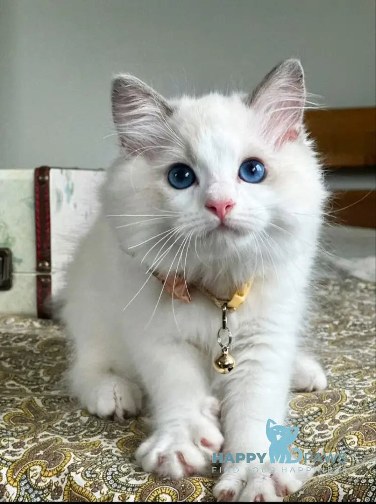 Paris Ragdoll male blue bicolour live animals