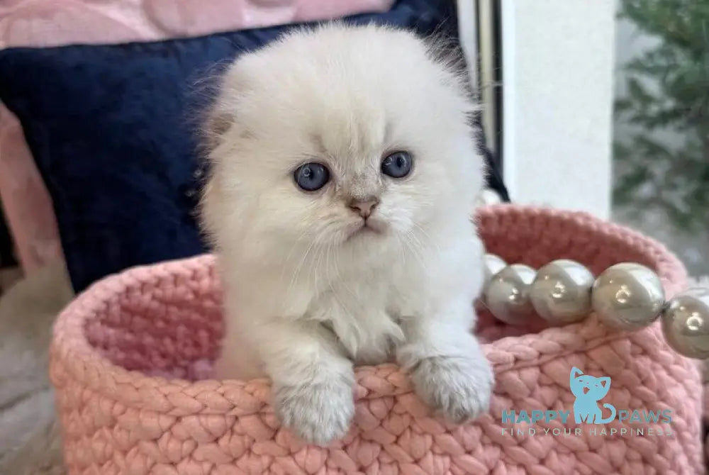 Paris Scottish Fold male black golden shaded pointed live animals