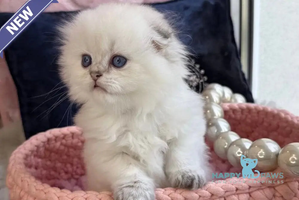 Paris Scottish Fold male black golden shaded pointed live animals