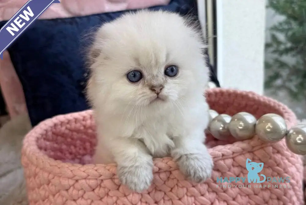 Paris Scottish Fold male black golden shaded pointed live animals
