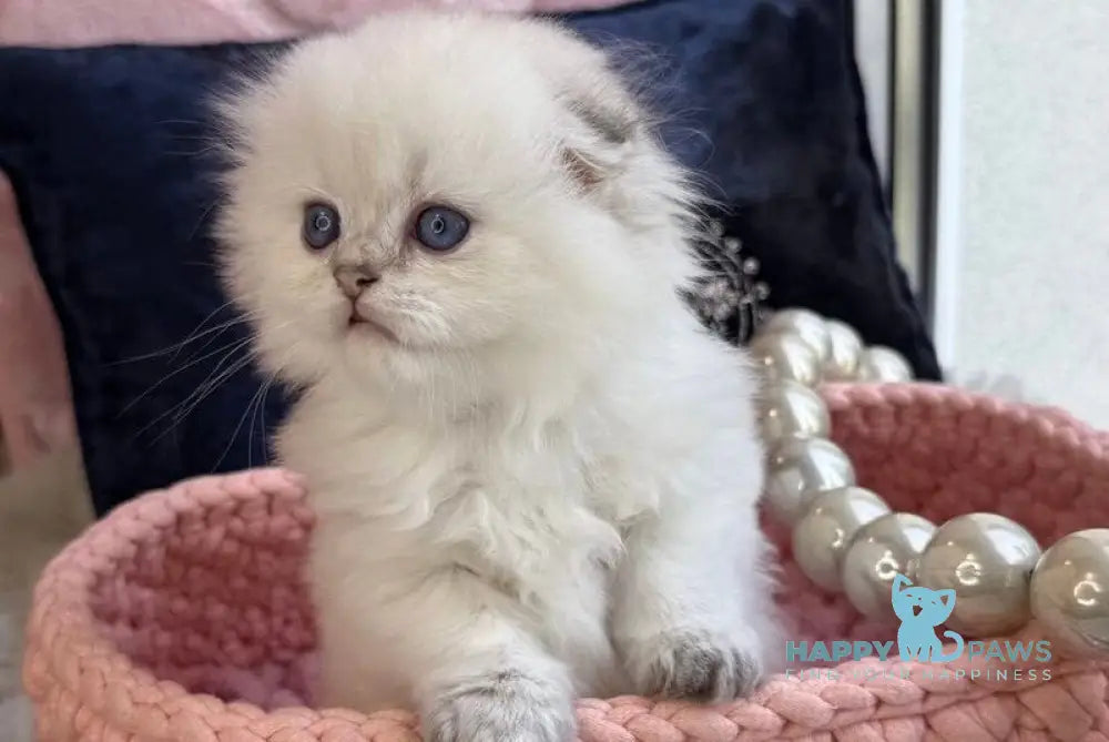 Paris Scottish Fold male black golden shaded pointed live animals