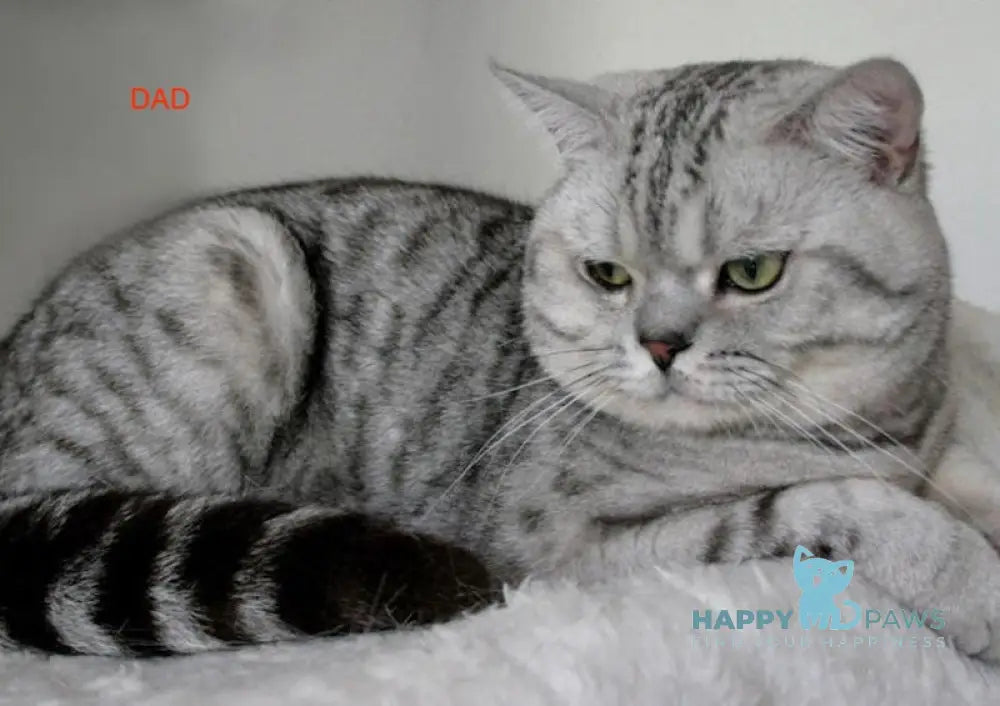 Paris Scottish Fold male black silver tabby live animals
