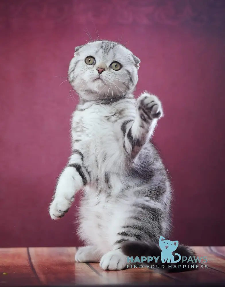 Paris Scottish Fold male black silver tabby live animals
