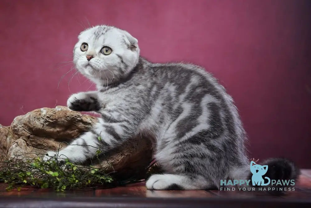 Paris Scottish Fold male black silver tabby live animals