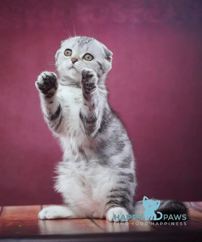 Paris Scottish Fold male black silver tabby live animals