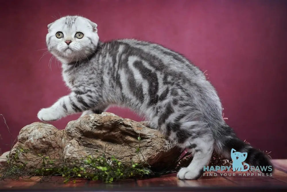 Paris Scottish Fold male black silver tabby live animals