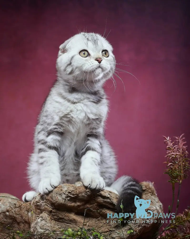 Paris Scottish Fold male black silver tabby live animals