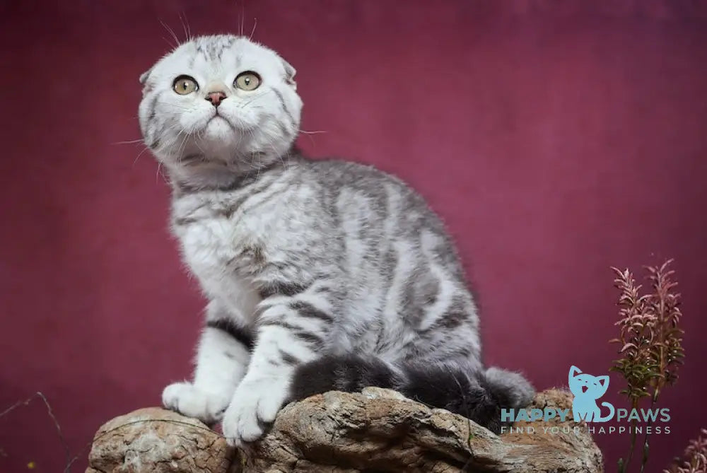 Paris Scottish Fold male black silver tabby live animals