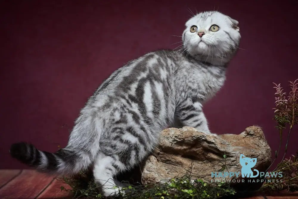 Paris Scottish Fold male black silver tabby live animals
