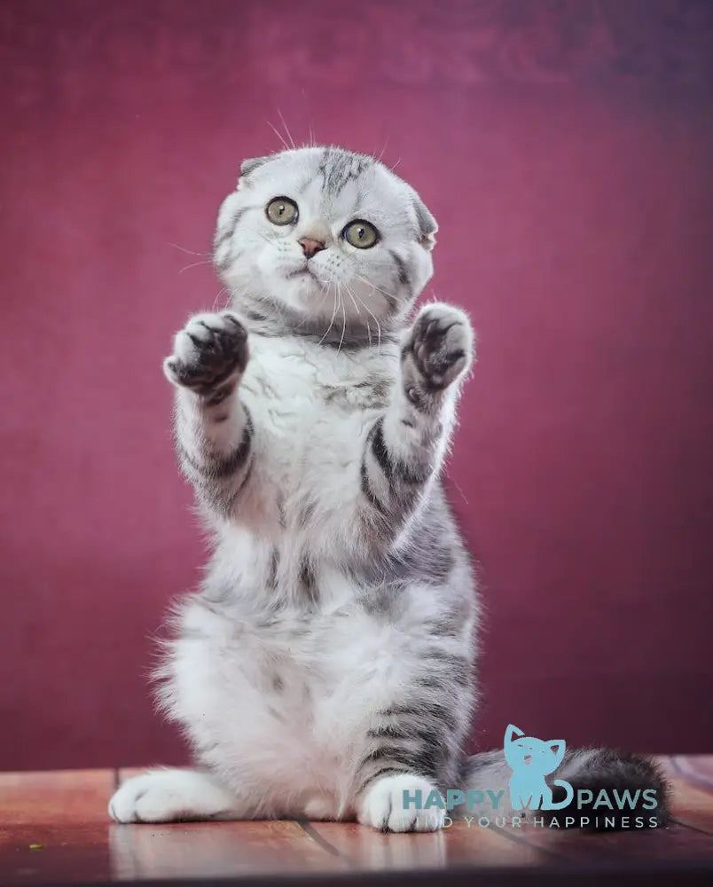 Paris Scottish Fold male black silver tabby live animals