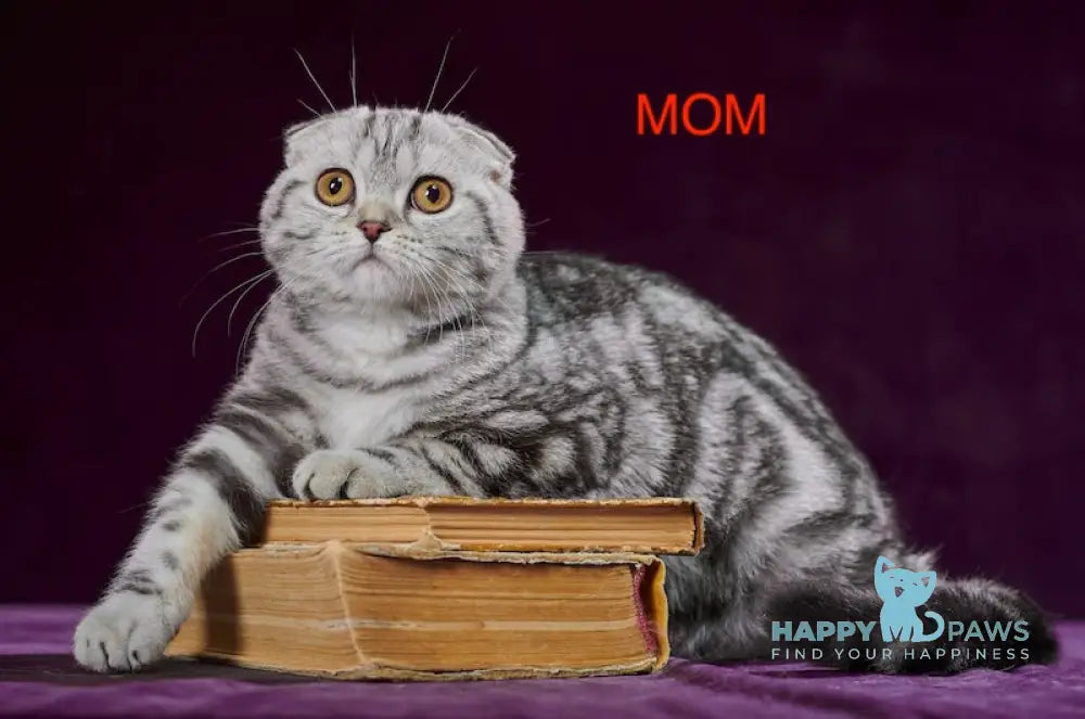 Paris Scottish Fold male black silver tabby live animals