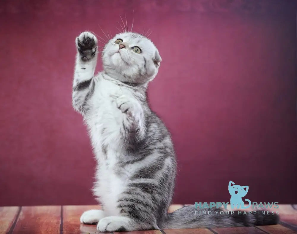 Paris Scottish Fold male black silver tabby live animals
