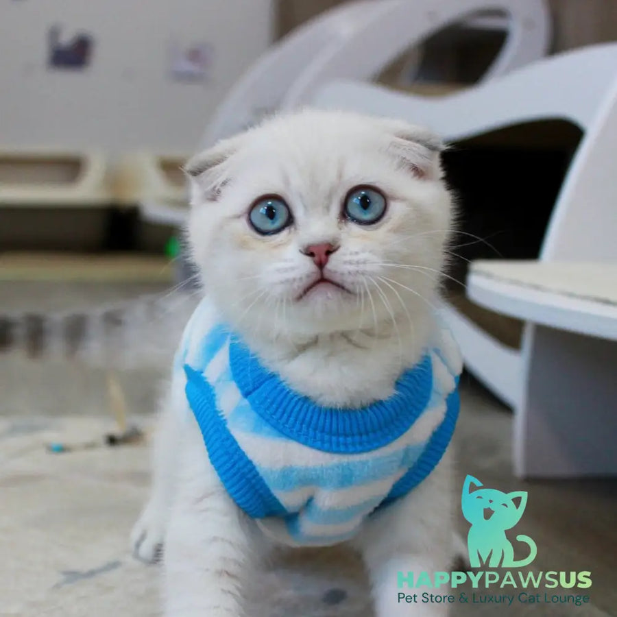 Paris Scottish Fold male blue golden shaded pointed - live animals