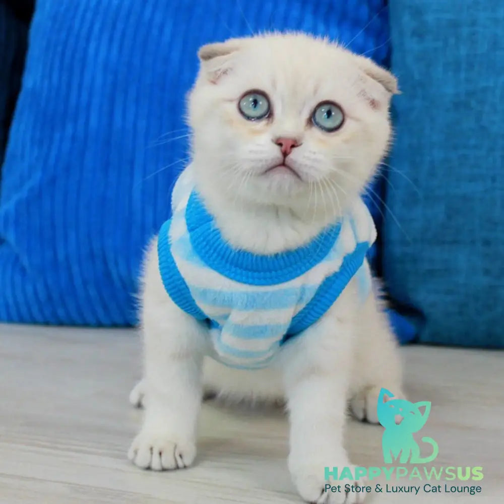 Paris Scottish Fold male blue golden shaded pointed - live animals